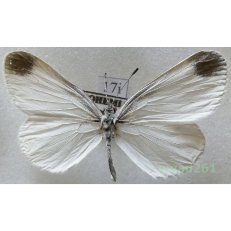 Leptidea sinapis (Linnaeus, 1758) Czech17i